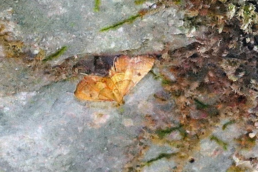 Endotricha flammealis - Pyralidae